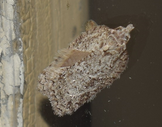 Tortricidae da ID: Acleris roscidana